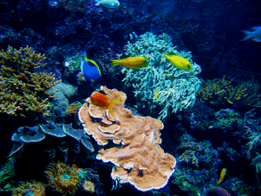 ningaloo marine park...